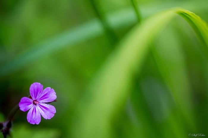 Geranium robertianum