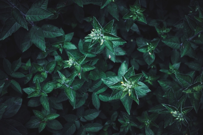 Темно зеленые листья