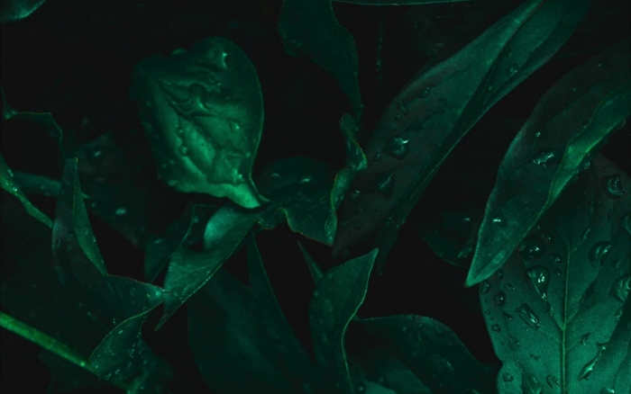 Тёмно зелёный цвет