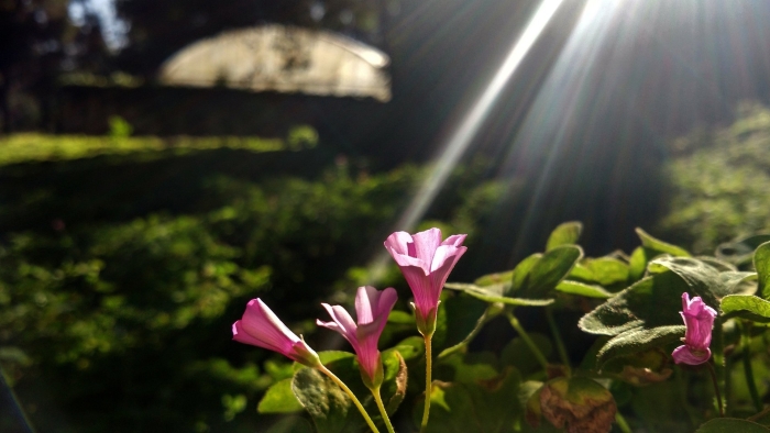 Oxalis debilis var corymbosa