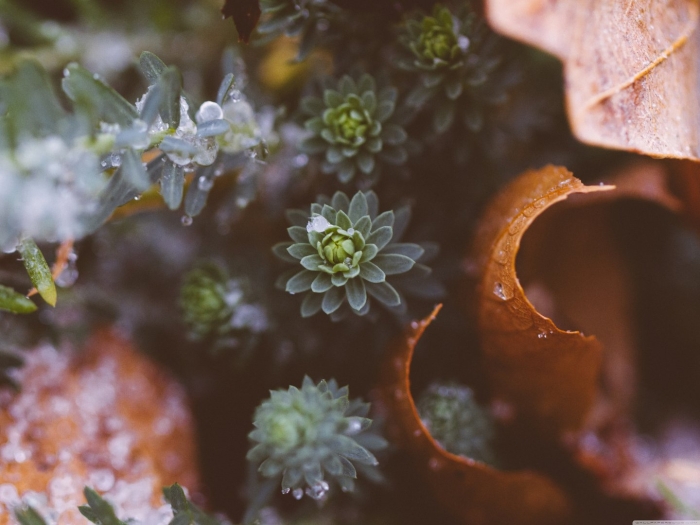 Папоротник суккулент