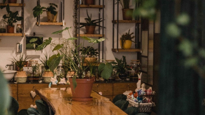 Уютная комната с растениями