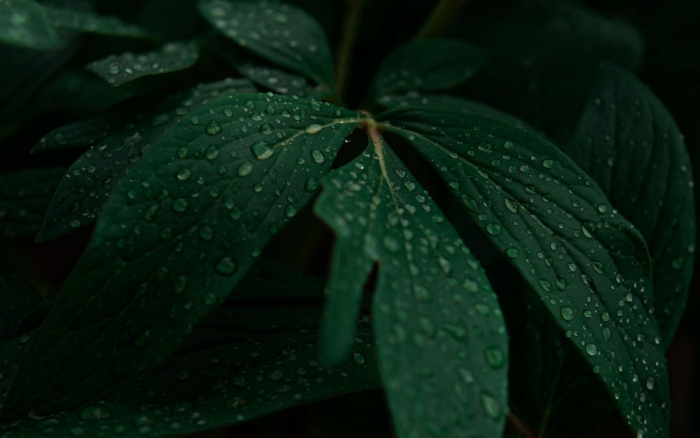 Темные листья