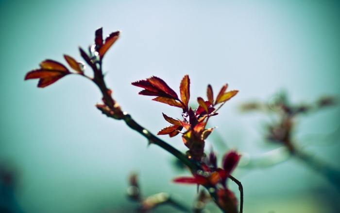 Ветви дерева