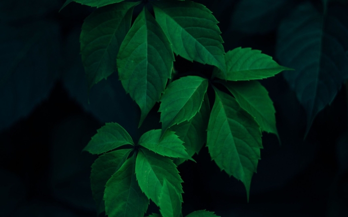 Листья на темном фоне