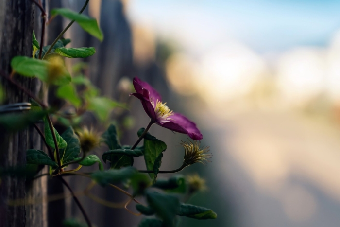 Макросъемка природа