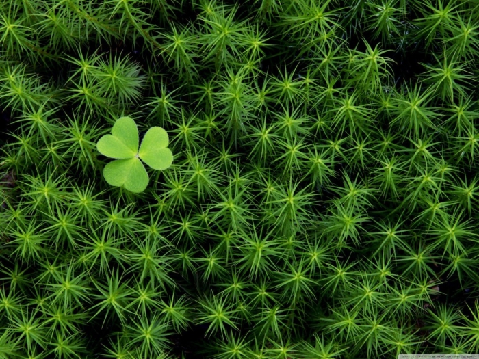 Клевер зеленый