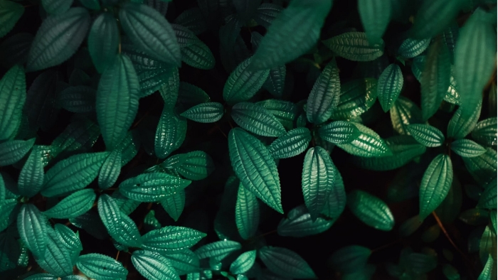 Фон с зелеными листьями