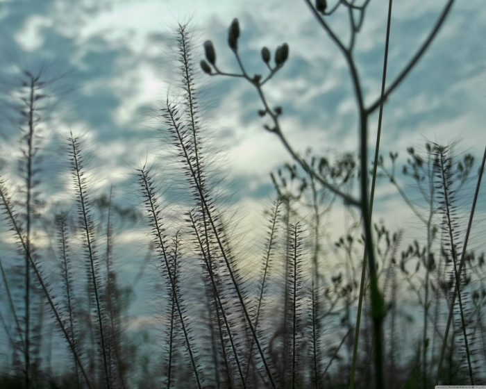 Природа на фон