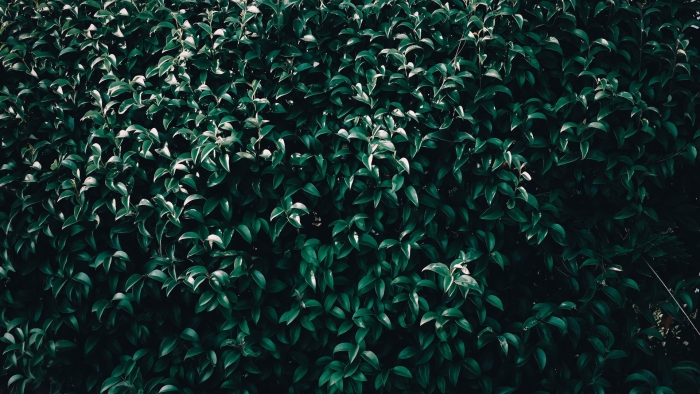 Зеленые кусты