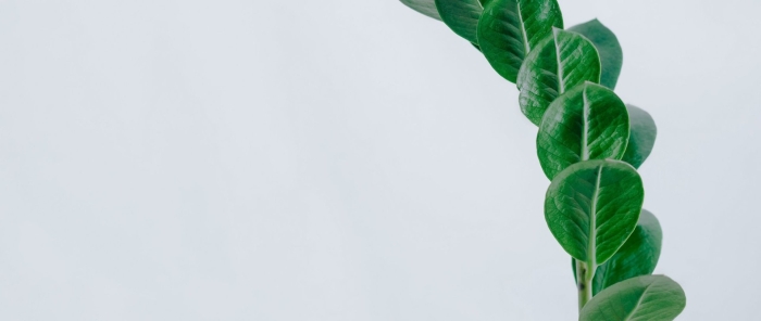 Листья минимализм