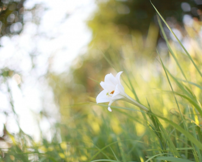 Белые летние цветы