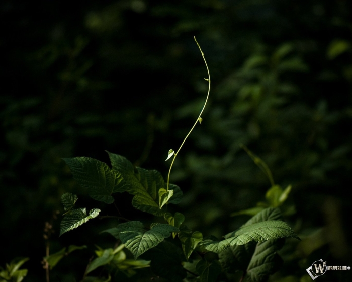 Темная зелень