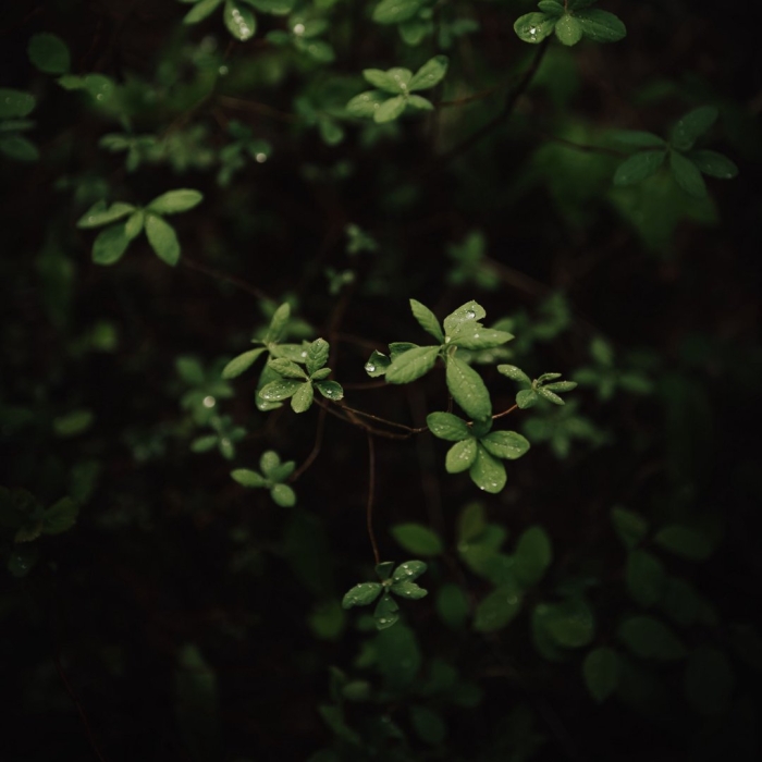 Растения фон