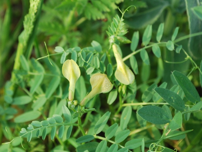 Vicia lutea