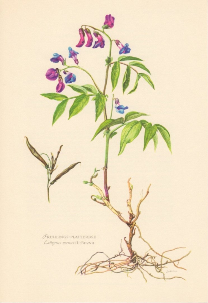 Чина весенняя сочевичник lathyrus vernus
