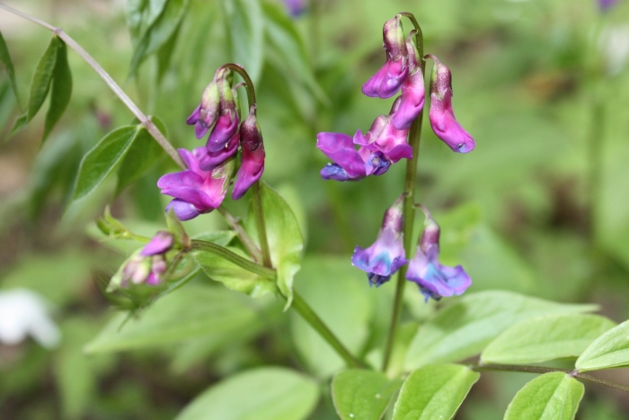 Чина весенняя сочевичник lathyrus vernus