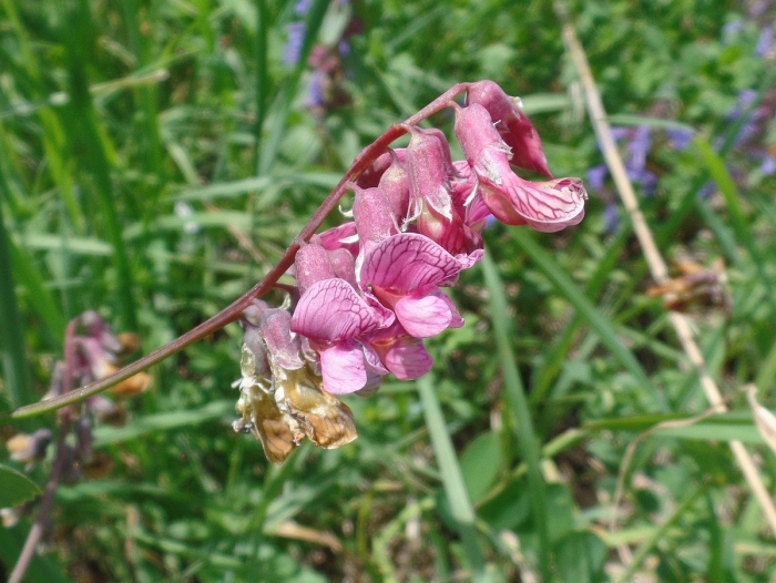 Lathyrus tuberosus