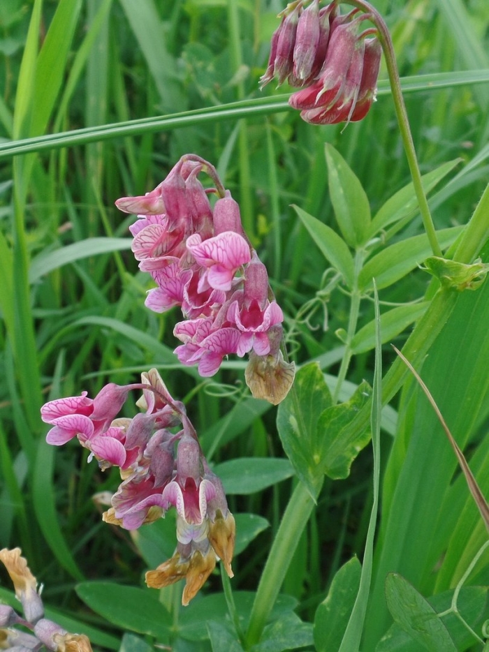 Чина клубненосная