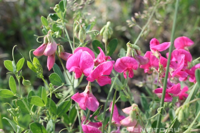 Чина клубненосная lathyrus tuberosus