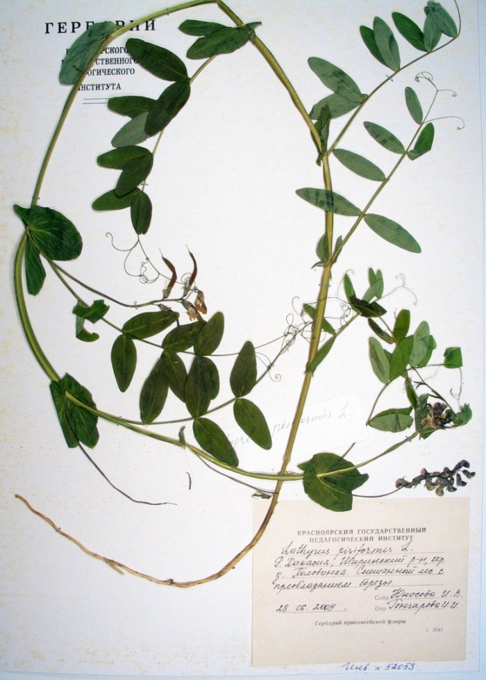 Чина гороховидная гербарий