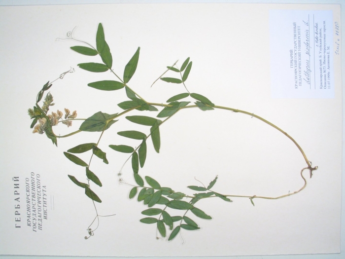 Мышиный горошек (vicia cracca) гербарий