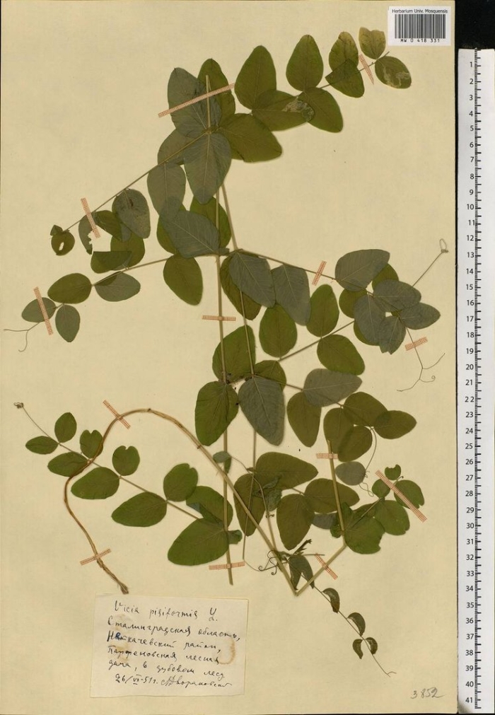 Lonicera xylosteum - жимолость лесная гербарий