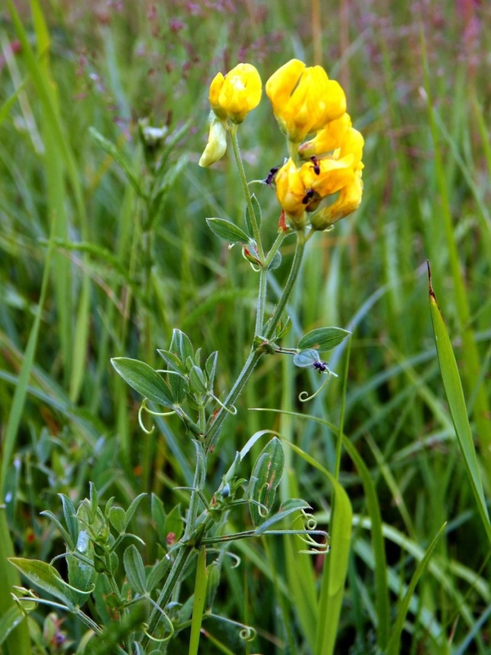 Чина луговая