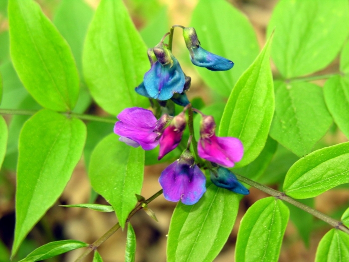 Сочевичник весенний
