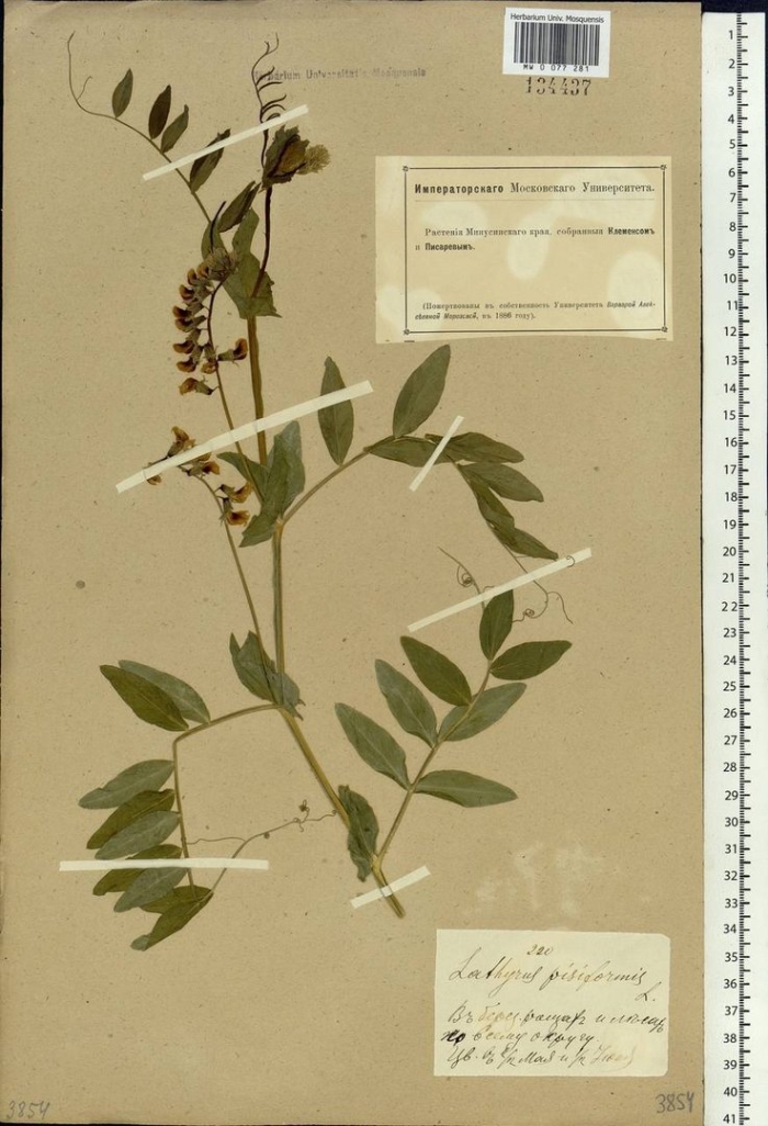 Vicia sepium – горошек заборный