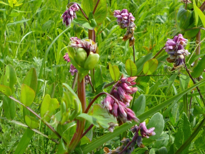 Чина гороховидная томской области-