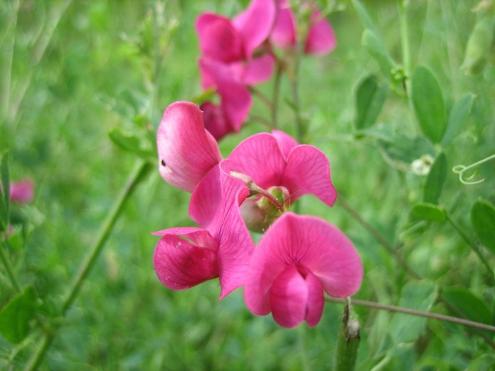 Душистый горошек цветок