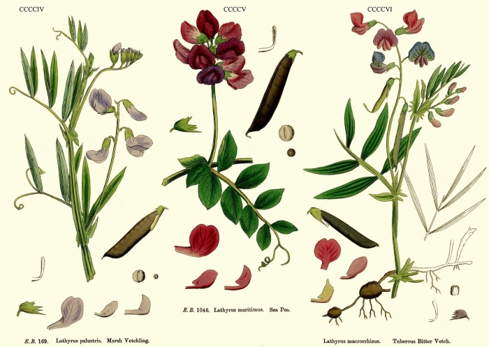 Lathyrus sativus