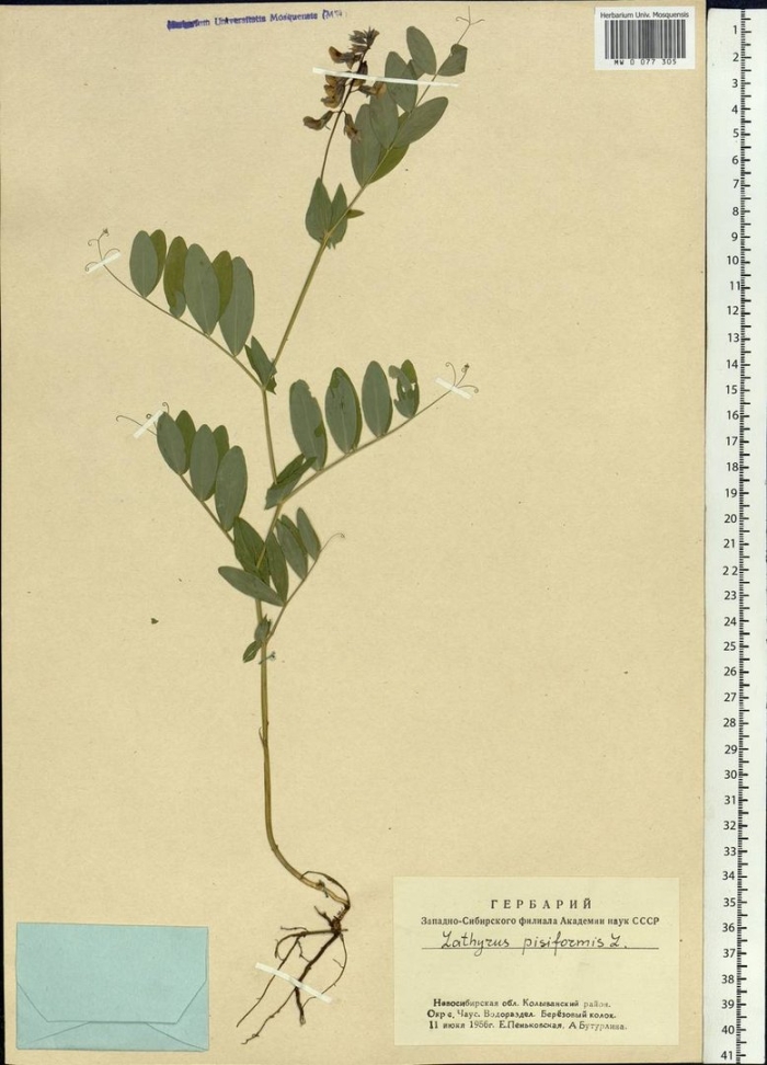 Vicia sepium – горошек заборный