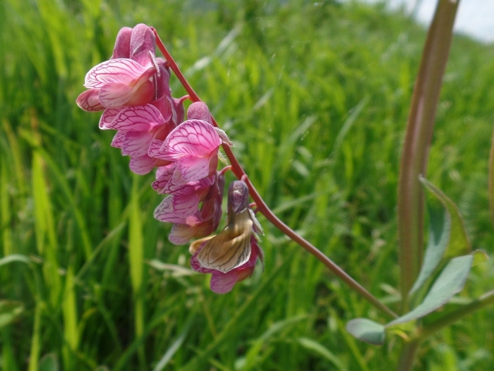 Эспарцет виколистный