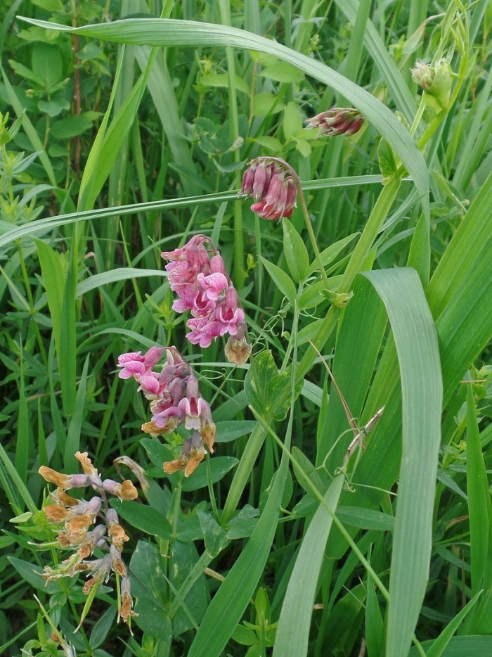 Чина растение