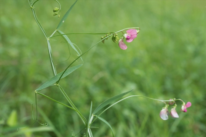 Lathyrus sylvestris