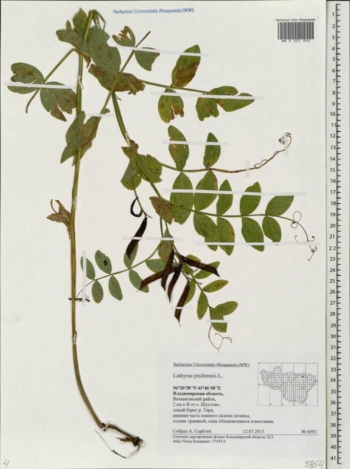 Lathyrus japonicus willd.