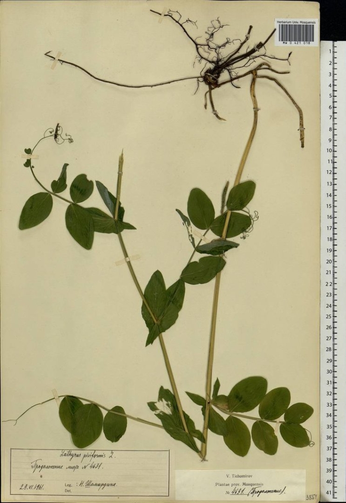 Lathyrus pisiformis