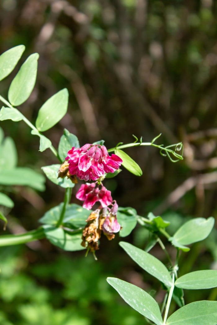 Горошек душистый