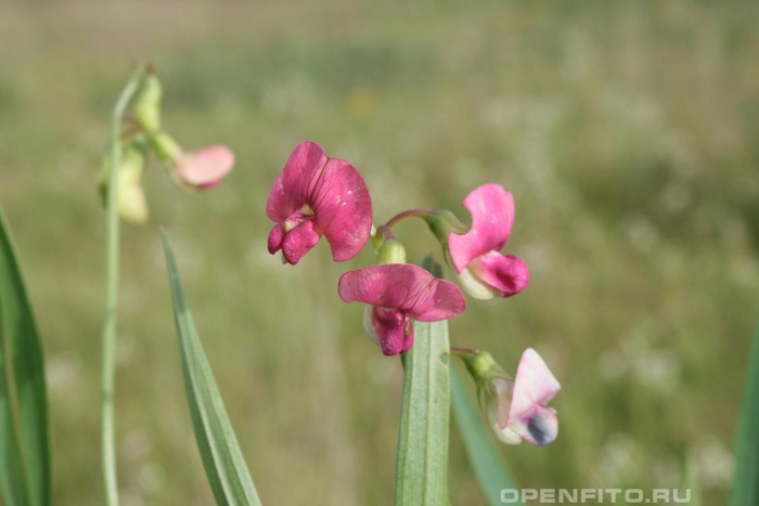 Чина лесная lathyrus sylvestris