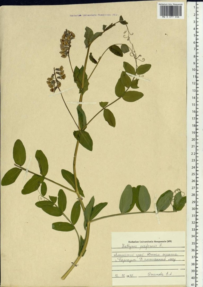 Горошек амурский