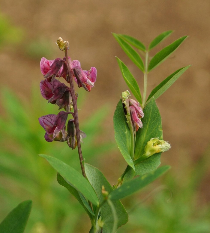 Vicia sepium