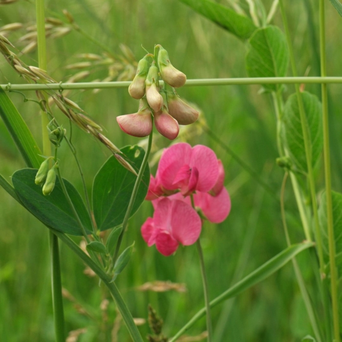 Чина клубненосная lathyrus tuberosus