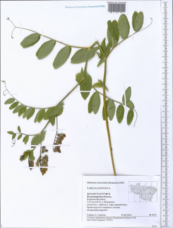Горошек заборный гербарий