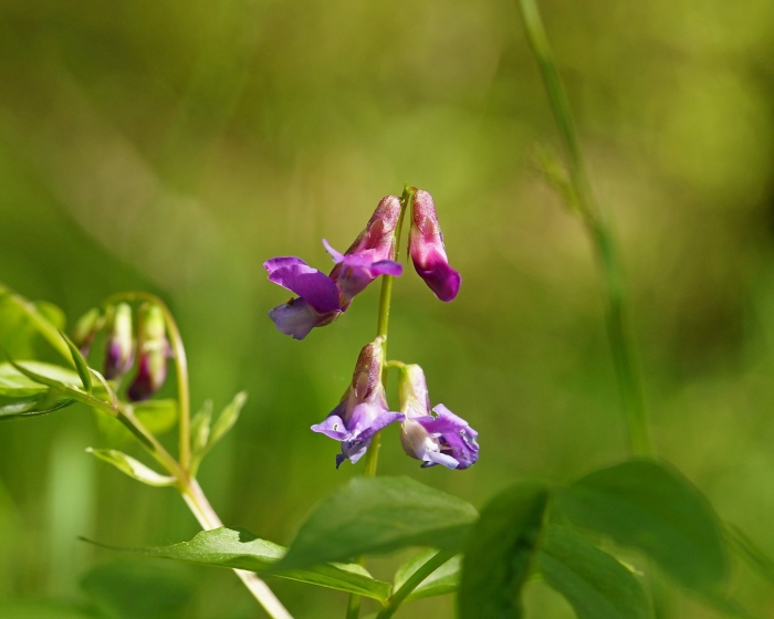 Lathyrus roseus