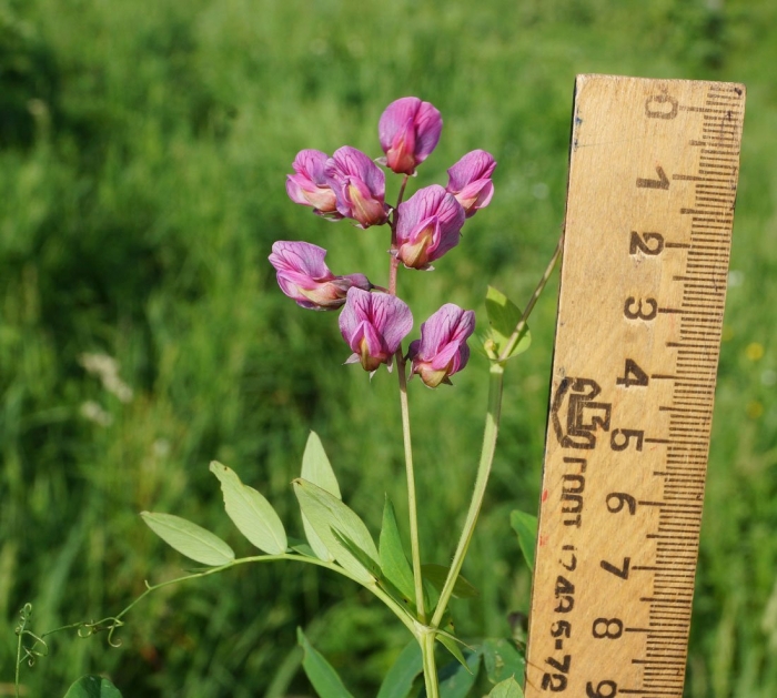 Lathyrus odoratus