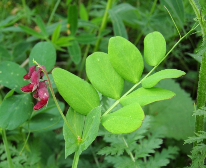 Lathyrus pisiformis