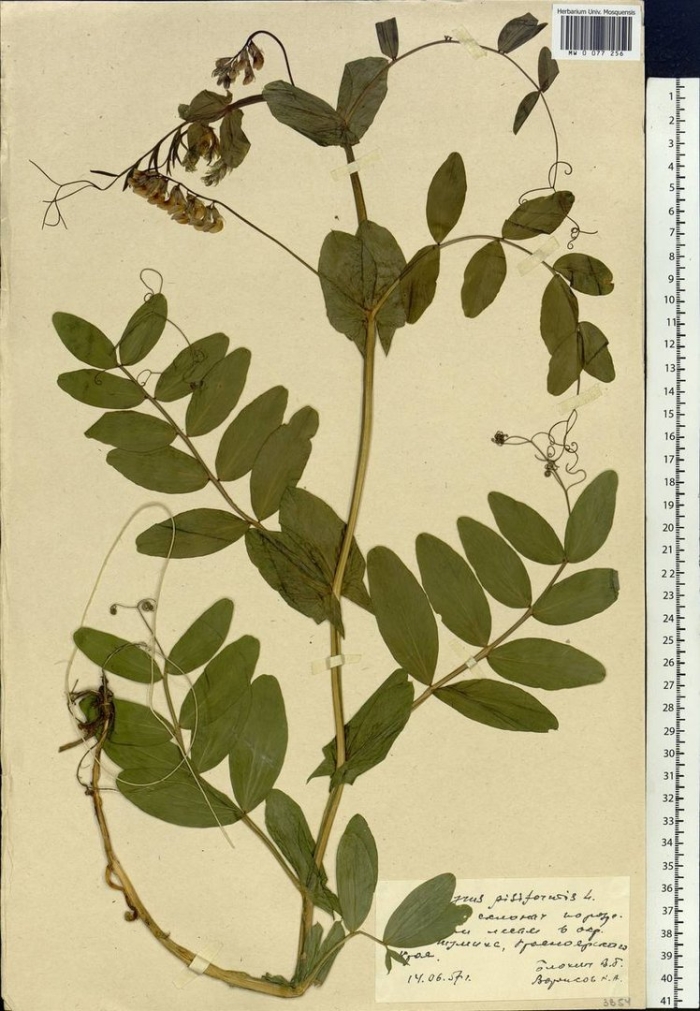 Vicia sepium - горошек заборный гербарий