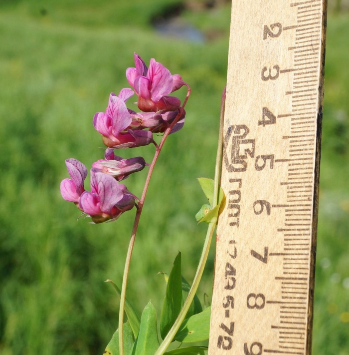 Lathyrus vernus плод